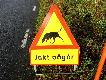 Foto 192:
Sta�y, cho� nieobowi�zkowy element polowa� szwedzkich w Szwecji: Ostrze�enie, �e mo�na spodziewa� si� wtargni�cia zwierzyny na szos�. Przy okazji: poprawno�� polityczna sprawi�a, �e nie u�ywa si� nazwy 'polowanie Hubertowskie', lecz 'polowanie listopadowe', podobnie zamiast 'polowania Wigilijnego' jest 'polowanie grudniowe'.. Oczywi�cie tylko na po�udniu tego kraju, bo na p�nocy, zw�aszcza dalekiej, dzie� trwa teraz 3 godziny, a w grudniu trwa Noc Polarna, i dlatego nie poluje si� zbiorowo.