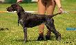 CHELSEA ANABEL (Archie Keiviento x Dumka v.d. Waltakke)