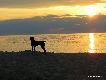 NORTON Hubert�wka znad Parsety (Archie Keiviento x Fiona Kajminia)