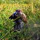 NEFRA Hubert�wka znad Parsety (Archie Keiviento x Fiona Kajminia)