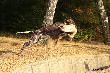 NIGA FRIDA Hubert�wka znad Parsety (Archie Keiviento x Fiona Kajminia)