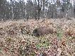 dzik, 22-11-2014r, szwedzkie polowanie, waga 60 kg.