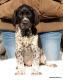 R�vehulen DANA - 7 tygodni (Archie Keiviento x Ebba vom Osterberg)