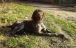 NORRIS SAM v.d. Slotbosse-Heide (Archie Keiviento x Floor Luna v.d. slotbosse-Heide)
