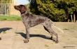 JOSCA v.d. Varenbeek - 6 miesiecy (Archie Keiviento x Kima v.d. Varenbeek)