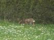 10-05-2015r. Ten sam kozio�, kt�rego widzia�em 2 lata temu. Bardzo czujny i bardzo rzadko pokazuje si� na polach. 