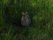 Dzikie kr�liki s� cz�ste w po�udniowej Szwecji, i to pomimo braku okresu ochronnego..