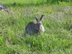 Dzikie kr�liki s� cz�ste w po�udniowej Szwecji, i to pomimo braku okresu ochronnego..