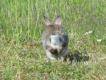 Dzikie kr�liki s� cz�ste w po�udniowej Szwecji, i to pomimo braku okresu ochronnego..
