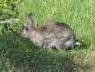Dzikie kr�liki s� cz�ste w po�udniowej Szwecji, i to pomimo braku okresu ochronnego..