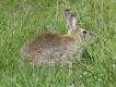 Dzikie kr�liki s� cz�ste w po�udniowej Szwecji, i to pomimo braku okresu ochronnego..