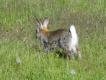Dzikie kr�liki s� cz�ste w po�udniowej Szwecji, i to pomimo braku okresu ochronnego.. A ten wygl�da troch� jak czerwonokarkie gatunki afryka�skie i azjatyckie..
