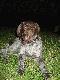 ,,Rambo" zdj�cie zrobione wczoraj wieczorem 07/08/2004