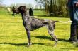 KIM v.d. Blanke Biele (Archie Keiviento x Tessa v.d. Blanke Biele) - 12 m-cy
