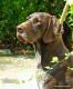 CHELSEA ANABEL v.d. Waltakke (Archie Keiviento x Dumka v.d. Waltakke)