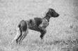TOOS (Archie Keiviento x Djody v.d. Lutevelde) - 5 m-cy