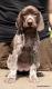 GIRA z B�ilick� Z�toky - 6 tyg. (Archie Keiviento x Brita z Potonskiej Luky)