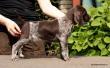 GIRA z B�ilick� Z�toky - 6 tyg. (Archie Keiviento x Brita z Potonskiej Luky)