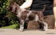 GIRA z B�ilick� Z�toky - 6 tyg. (Archie Keiviento x Brita z Potonskiej Luky)
