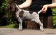 GITA z B�ilick� Z�toky - 6 tyg. (Archie Keiviento x Brita z Potonskiej Luky)