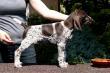 GREYS z B�ilick� Z�toky  -  8 tyg. (Archie Keiviento x Brita z Potonskiej Luky)
