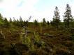 Zdj�cie 10.
Lasotundra, �rodowisko przej�ciowe pomi�dzy tajg� a tundr�. �wietne dla g�uszc�w, ale cietrzewie zagl�daj� tu rzadko, s� to ptaki g�stej tajgi. Dlatego to tutaj mo�na spotka� skrzekoty, i na skraju takiej lasotundry i tundry upolowa�em skrzekota.