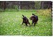 Od prawej SAKO -id� na spacer
