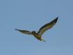Zdjcie 6. Pelikan indyjski, najwikszy ptak Sri Lanki: wikszy od abdzi, z potnym dziobem.. Peen opis w 'opisie galerii'.