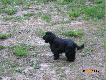M�j cocerek
M�j cocer spaniel angielski.