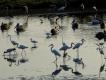 Zdjcie 54.
Park Narodowy Willpatu - nazwa oznacza 'kraina kau'. I w tych pytkich jeziorkach mona byo zobaczy pelikany indyjskie, marabuty, ibisy czczone, chyba 12 gatunkw czapli.. Tu czaple biae i nadobne.
Peen opis w 'opisie galerii'.