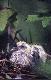 Piskle go��bia grzywacza