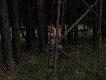 Lasy w okolicy Mi�dzyrzecza.