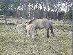 Tarpany
Pare s��w o konikach  -  http://www.krosno.lasy.gov.pl/strony/1/i/5.php