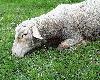 ta owca r�wnie� dogorywa chwycona za gard�o- krta�.