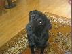 my�liciel...