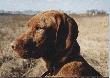 vizsla
