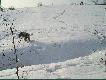....po jakim� �ladzie! sz�a ponad god�...ale do g�oszenia jej sie nie �pieszy�o...