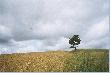 "Wind And Wuthering"