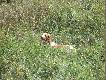 Oto moja Spanielka- Arietta z Radziwi��wki