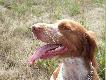 Spaniel z profilu ;-)