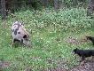 Terierka Pola ma dobre geny ! ojciec Gron z ,,Kr�liczego Do�ka", matka Eta ,,Lisi Postrach".