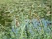 K�o� wiechowata