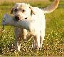 Miko�ajek i jego aport :)