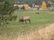 kraina marzen...
Jest takie miejsce, ktore niczym sie nie rozni od innych zwyklych gorskich miasteczek poza swymi niecodziennymi "mieszkancami". Choc dla ludzi mieszkajacych w Estes Park sa udreka (zjadaja ogrodowa roslinnosc,trawe na polach golfowychi itp) to dla innych stanowia niesamowita atrakcje. Przemierzajac pobliski Rocky Mountain Nationale Park, ktory obecnie tetni biglowaniem                 ( tj.rykowiskiem , choc co niektorzy nazywaja piskowiskiem ) widzialem setki jeszcze elkow w niezliczonych chmarach. Szkoda tylko, ze nie dysponowalem lepszym aparatem co zreszta da sie zauwazyc no dolaczonych zdieciach