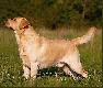 FP DOZER vel. Boby�