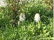 ..,.Pod �aweczk� s�dzi�w na Przelotach wyros�o "c� o dziwnych kszta�tach...ros�o to i ros�o...hm...jaka� sugestia ?