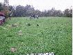 Wy�cigi jamnik�w - to s� prawdziwi sprinterzy