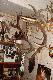 Przepi�kny wieniec jelenia (ponad 10 kg).