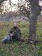 Drybus to stary wyga - polowanie na koguty  z takim psem to niezapomniana przygoda