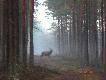 Byczek na linii my�liwych. Troch� niewyra�ne ale jest!!!